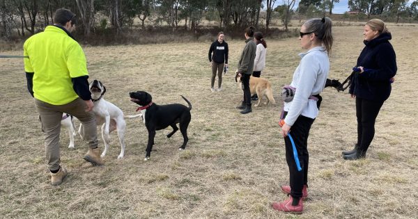 Optimism grows that Point Hut Dog Exercise Area will remain off-leash